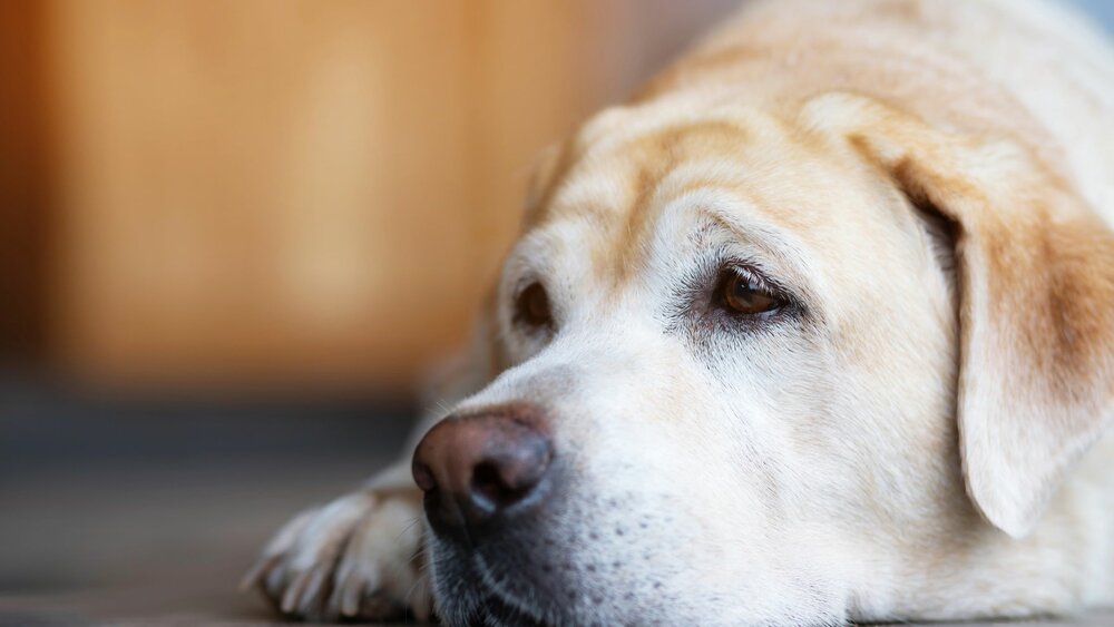 How A Pet's Death Affects Other Pets